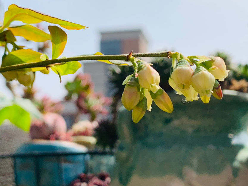 院子里种4种“守家树”，果子结满枝条，还有兴旺子孙好兆头休闲区蓝鸢梦想 - Www.slyday.coM