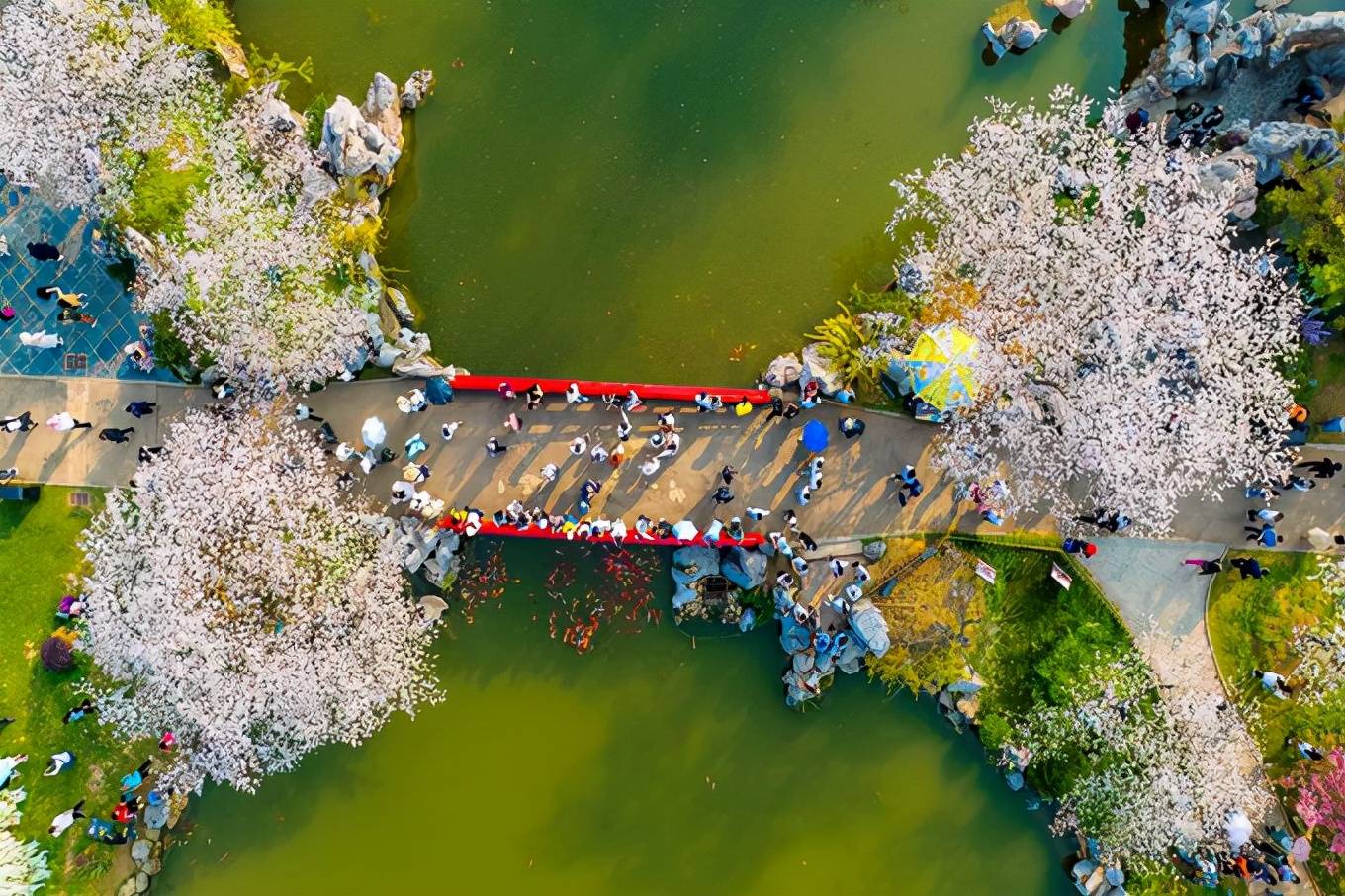 武汉东湖樱花园,樱花盛开,如梦似幻,吸引了众多游客参观游览休闲区蓝鸢梦想 - Www.slyday.coM 武汉东湖樱花园,樱花盛开,如梦似幻,吸引了众多游客参观游览休闲区蓝鸢梦想 - Www.slyday.coM
