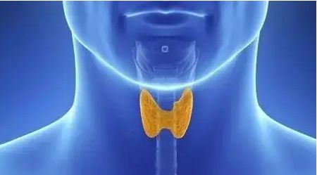 缺少微量元素碘，会对甲状腺到底有多大的影响？休闲区蓝鸢梦想 - Www.slyday.coM