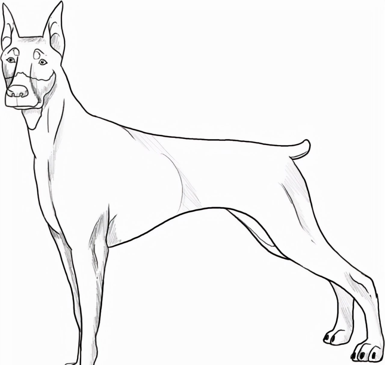 狗的绘画作品__财经头条