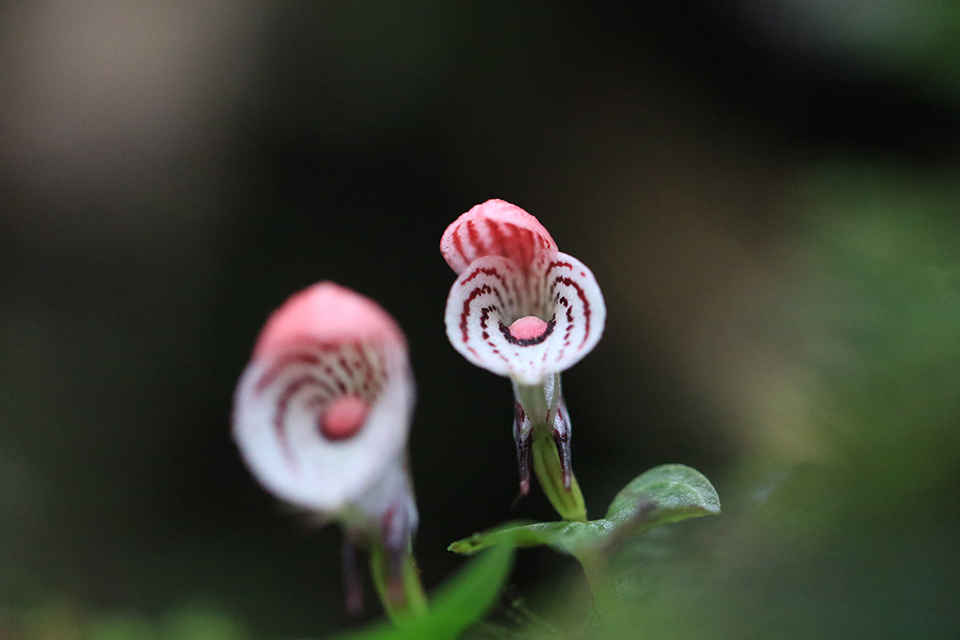 藏在深山里的厘米级濒危植物大理铠兰