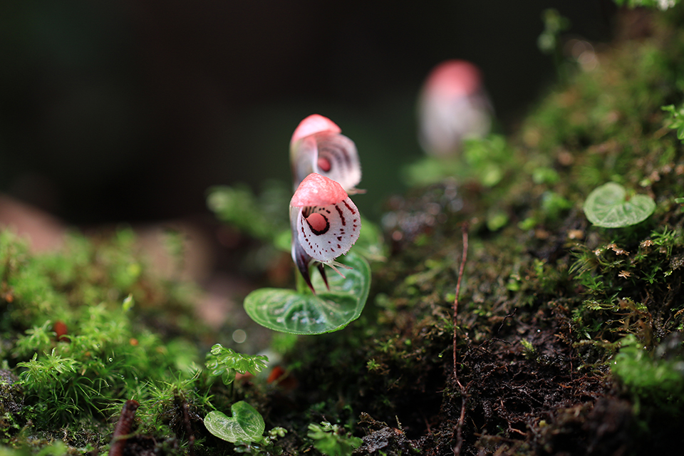 藏在深山里的厘米级濒危植物大理铠兰