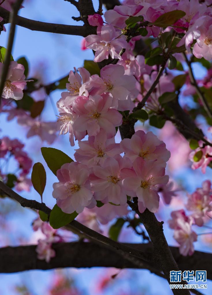 云南昆明西华海棠迎春来