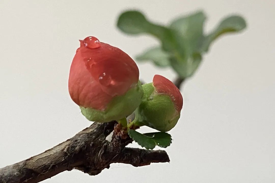 蓓蕾初绽,嫩芽吐绿,快看→活泼泼的春天款款走来_新浪新闻