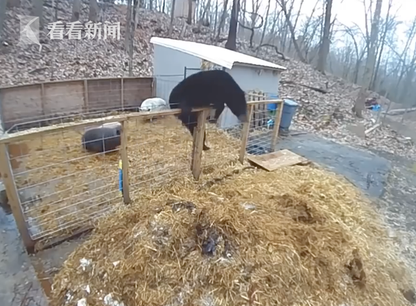 勇敢猪猪不怕困难！美国一对猪击退一只爬进围栏的黑熊休闲区蓝鸢梦想 - Www.slyday.coM
