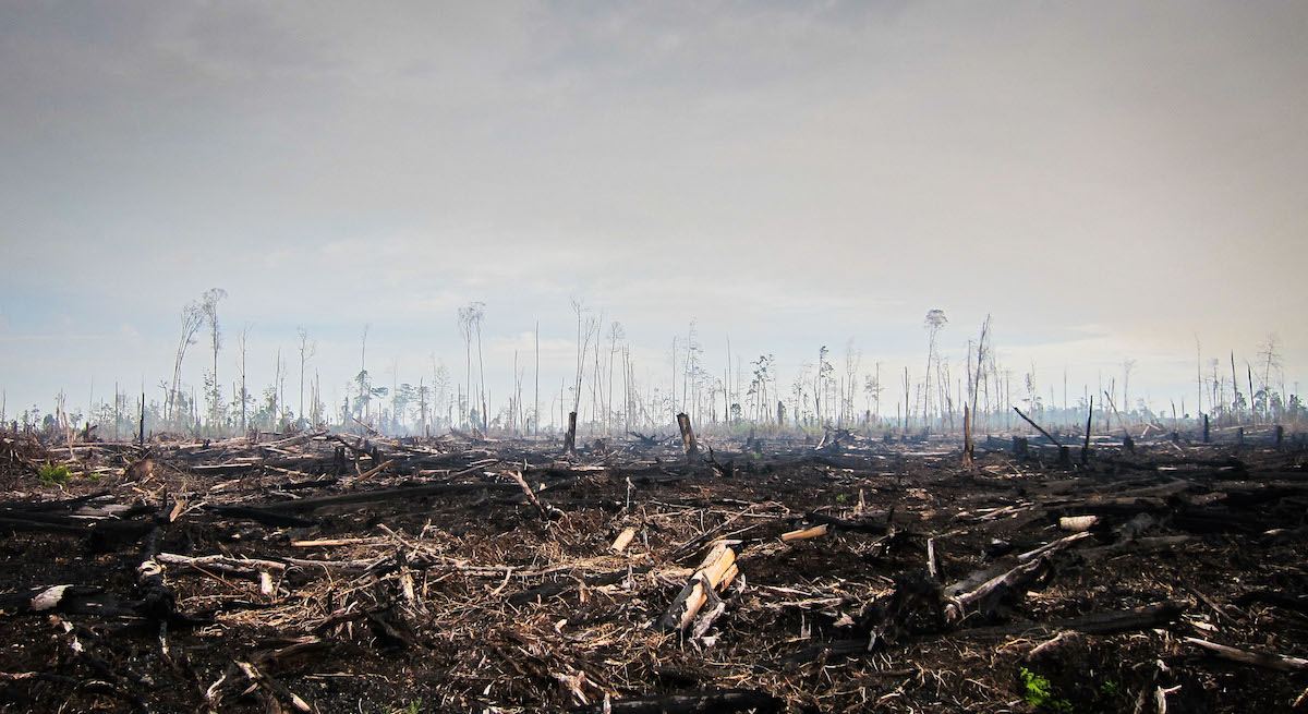世界森林日②地球的警告森林正被严重破坏
