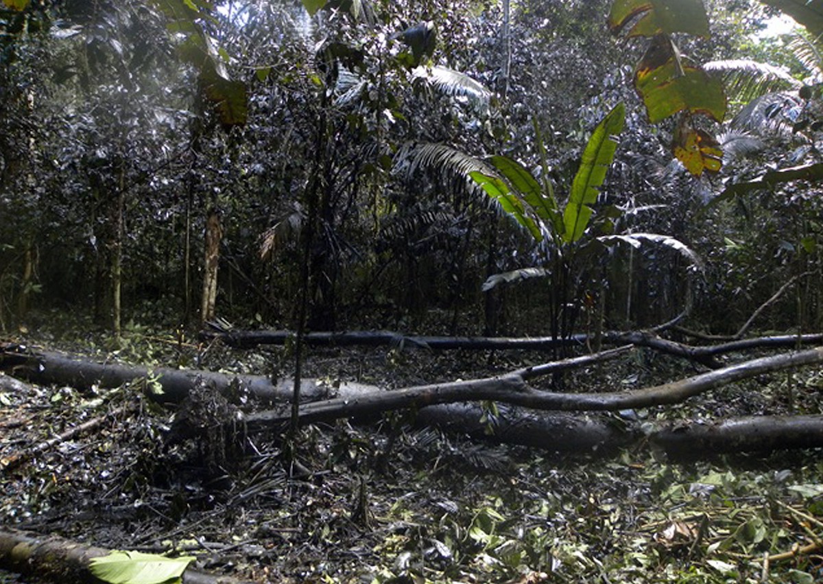 世界森林日②地球的警告森林正被严重破坏