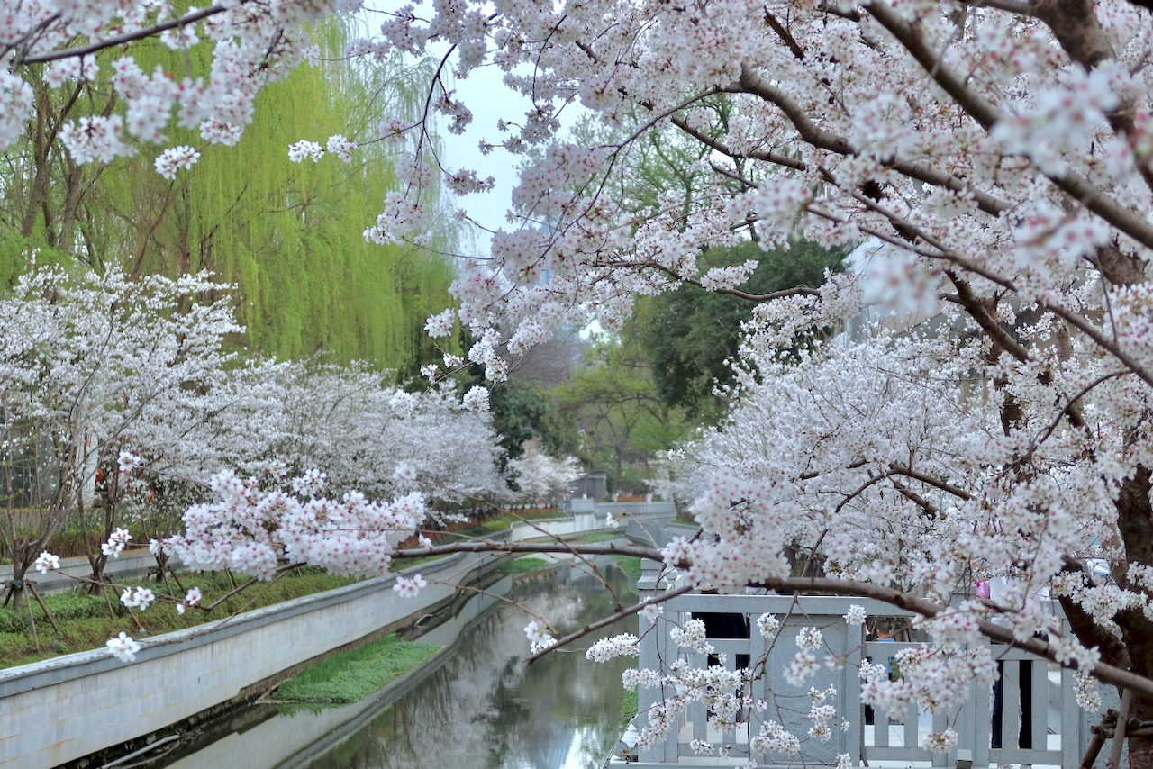 南京赏樱"前线"发来情报|樱花|南京市_新浪新闻
