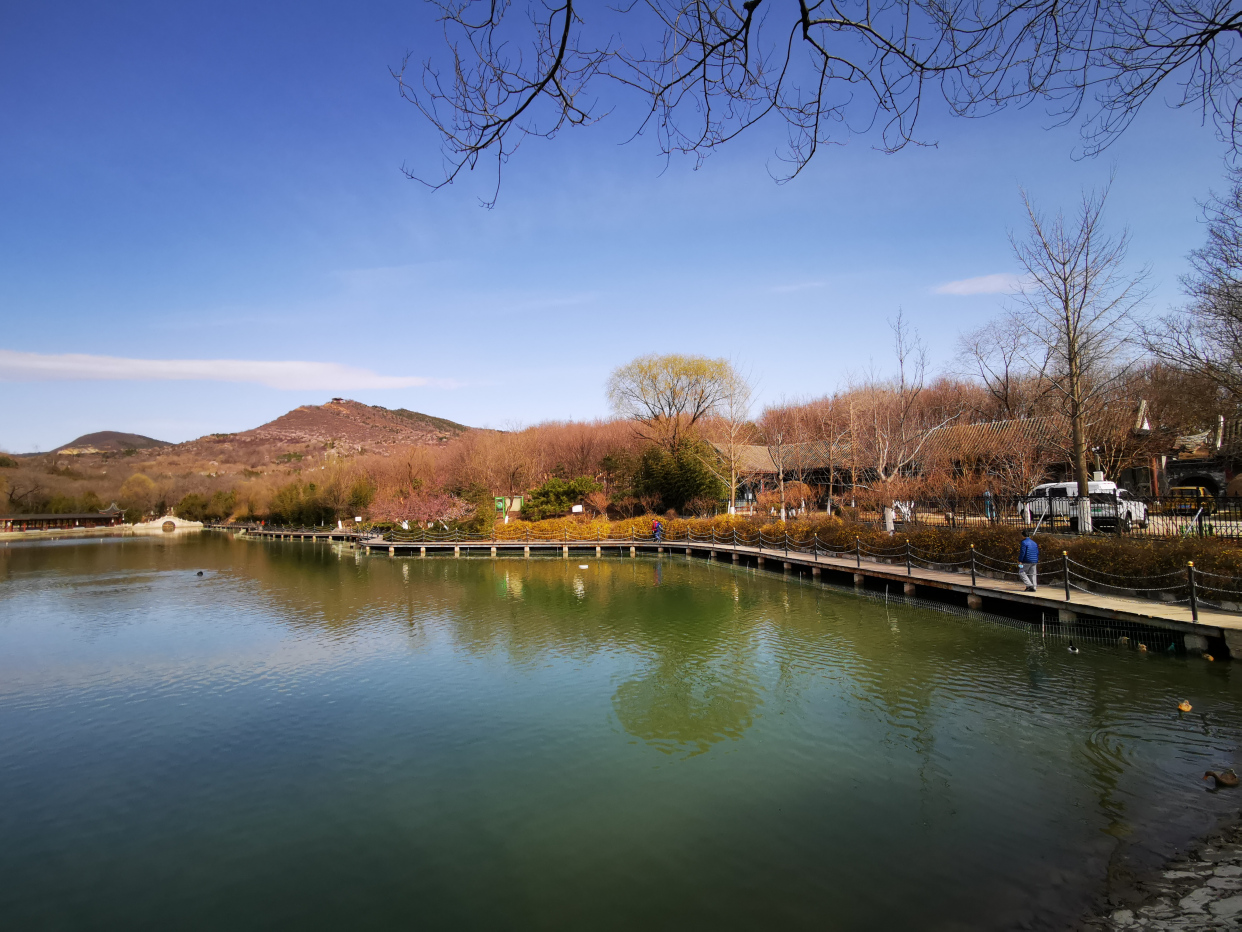 初春的北宫国家森林公园山花烂漫|森林公园|北京市_新浪新闻