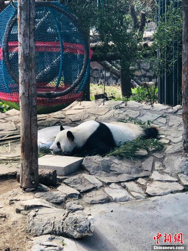 世界睡眠日 北京动物园大熊猫解锁高难度睡姿休闲区蓝鸢梦想 - Www.slyday.coM