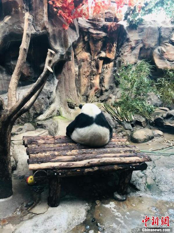 世界睡眠日 北京动物园大熊猫解锁高难度睡姿休闲区蓝鸢梦想 - Www.slyday.coM