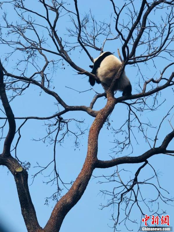 世界睡眠日 北京动物园大熊猫解锁高难度睡姿休闲区蓝鸢梦想 - Www.slyday.coM