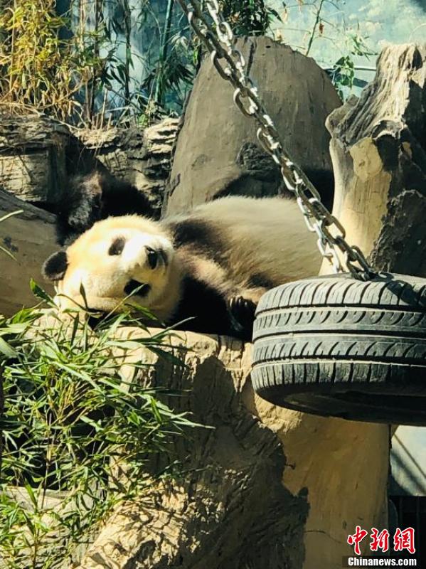 世界睡眠日 北京动物园大熊猫解锁高难度睡姿休闲区蓝鸢梦想 - Www.slyday.coM