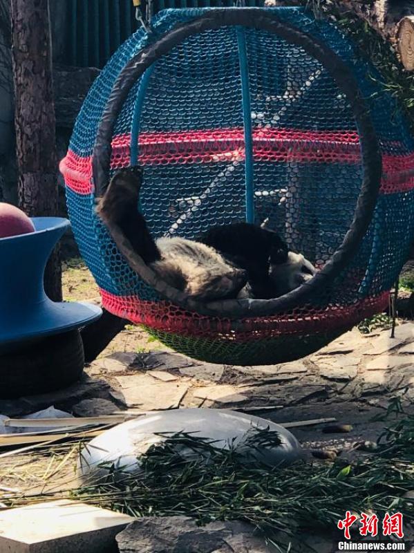 世界睡眠日 北京动物园大熊猫解锁高难度睡姿休闲区蓝鸢梦想 - Www.slyday.coM