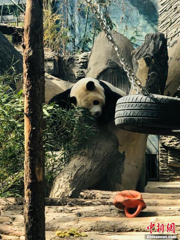 世界睡眠日 北京动物园大熊猫解锁高难度睡姿休闲区蓝鸢梦想 - Www.slyday.coM
