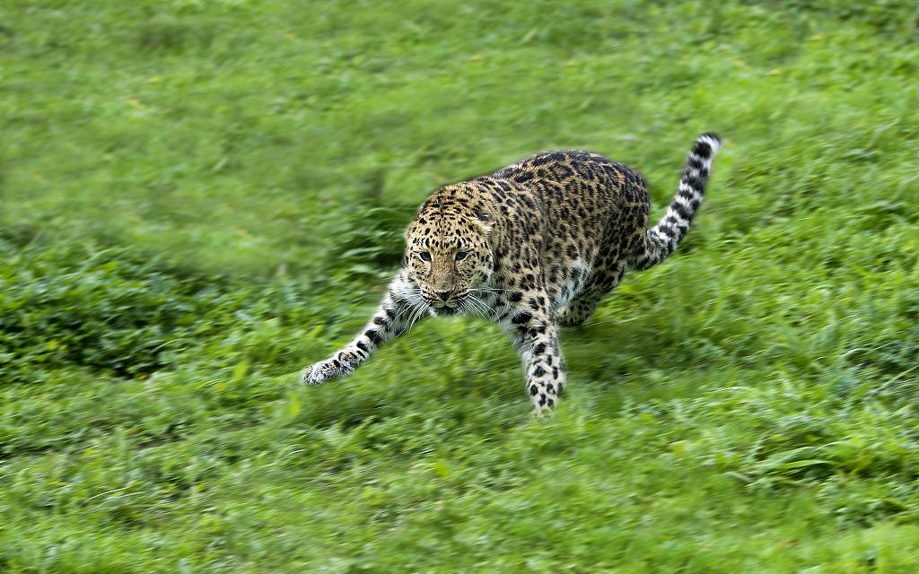 世界森林日③建立国家公园保护生物多样性