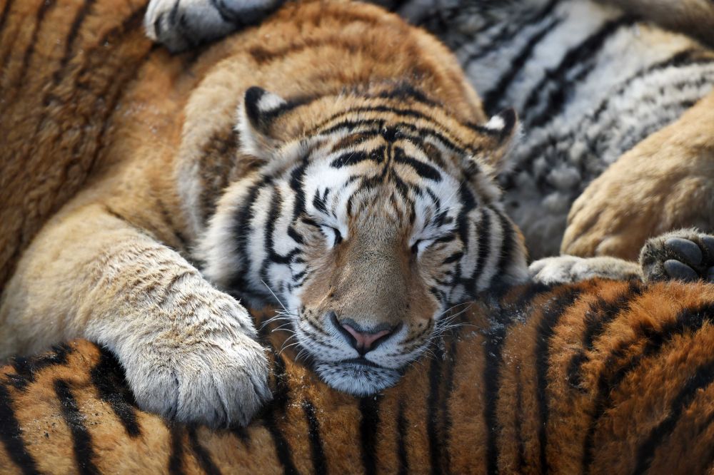 新华全媒丨小动物睡眠图鉴哪款你爱了