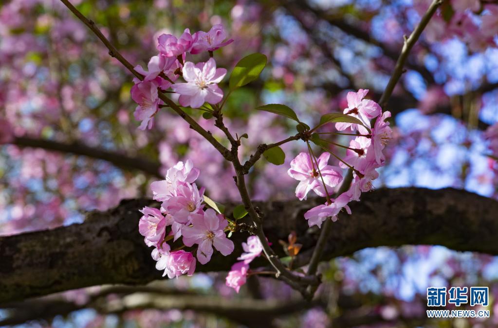 云南昆明西华海棠迎春来