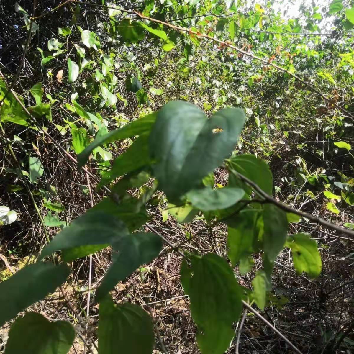 中药九龙藤你见过吗常用它做手串掌握这2个方法轻松找到它