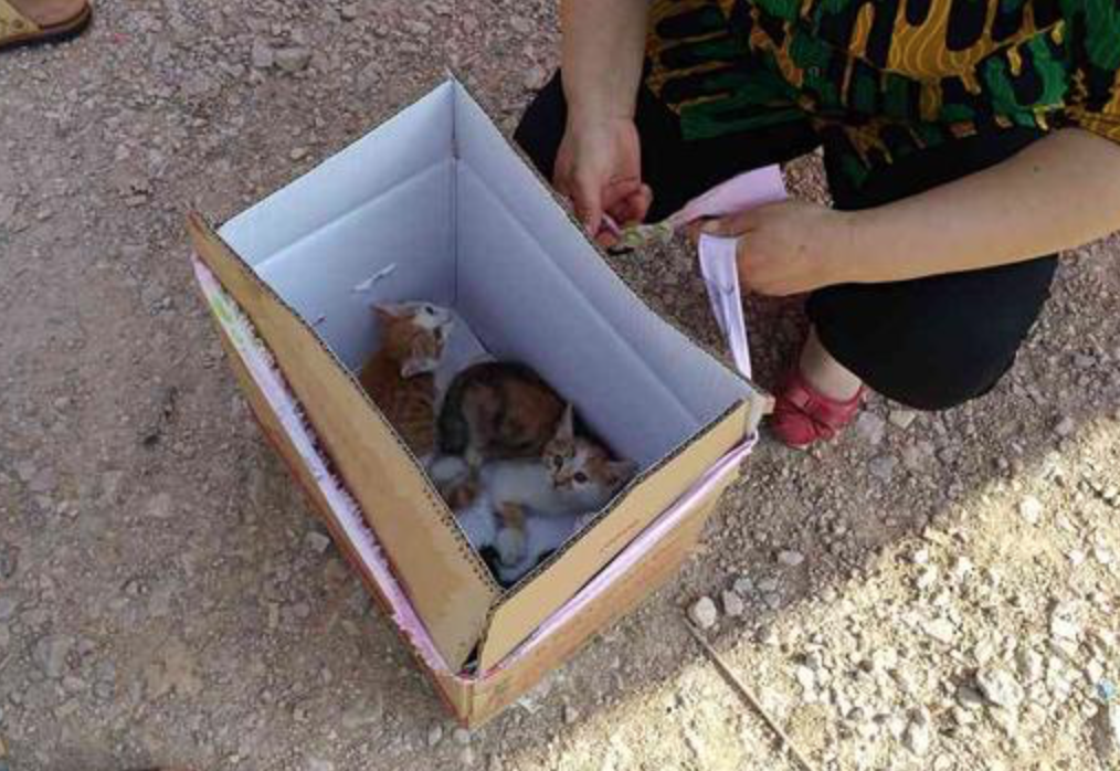 大姐在集市卖土猫100块一只还说大家花这钱买回去一点都不亏