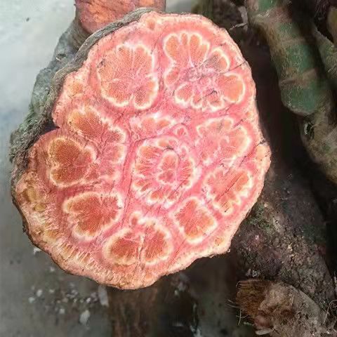 中药九龙藤你见过吗常用它做手串掌握这2个方法轻松找到它