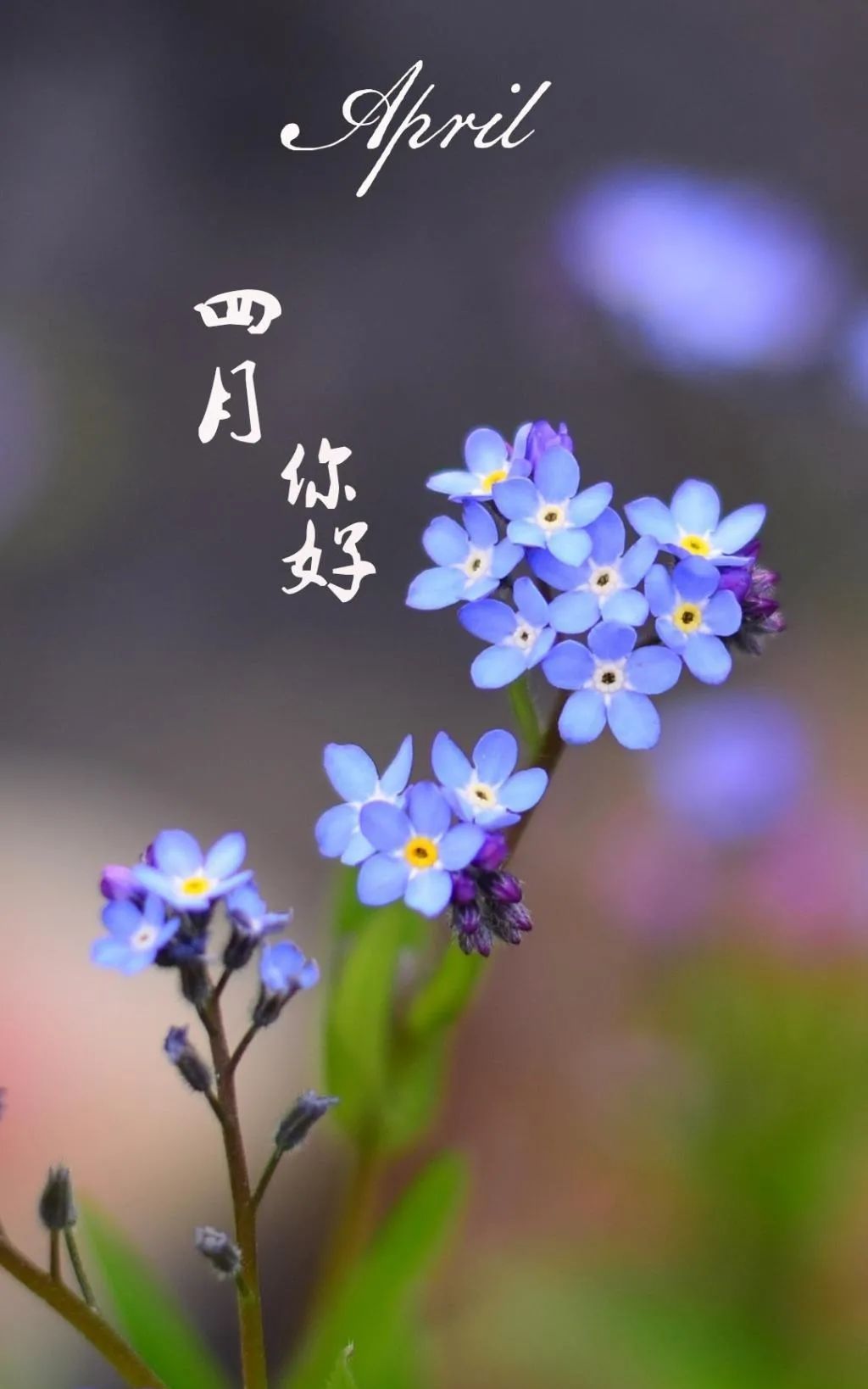 3月再见,4月你好简短句子春光明媚,愿你一切安好 - 诗词名句网
