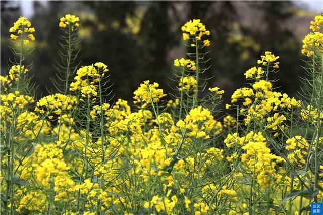 羅平油菜花堪稱東方大花園滿目金黃香百里一方春色醉千山