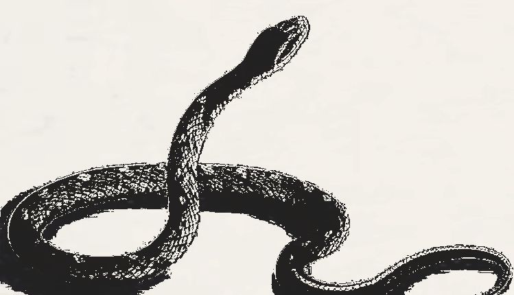 民间故事女子救了母蛇结婚时母蛇找到她说那个男人不能嫁