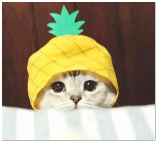 菠萝头猫情侣头像图片