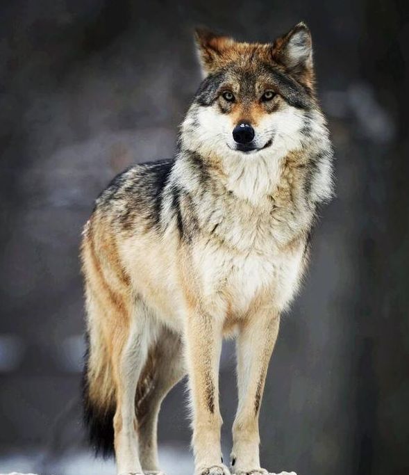 现存最大的野生犬科动物中,狼是最大的物种,而狼中最大的是育空狼和马