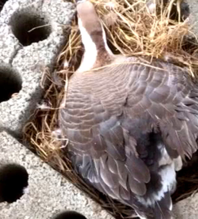 大雁死死坐在窝里主人以为在下蛋掀起屁股一看瞬间被笑了