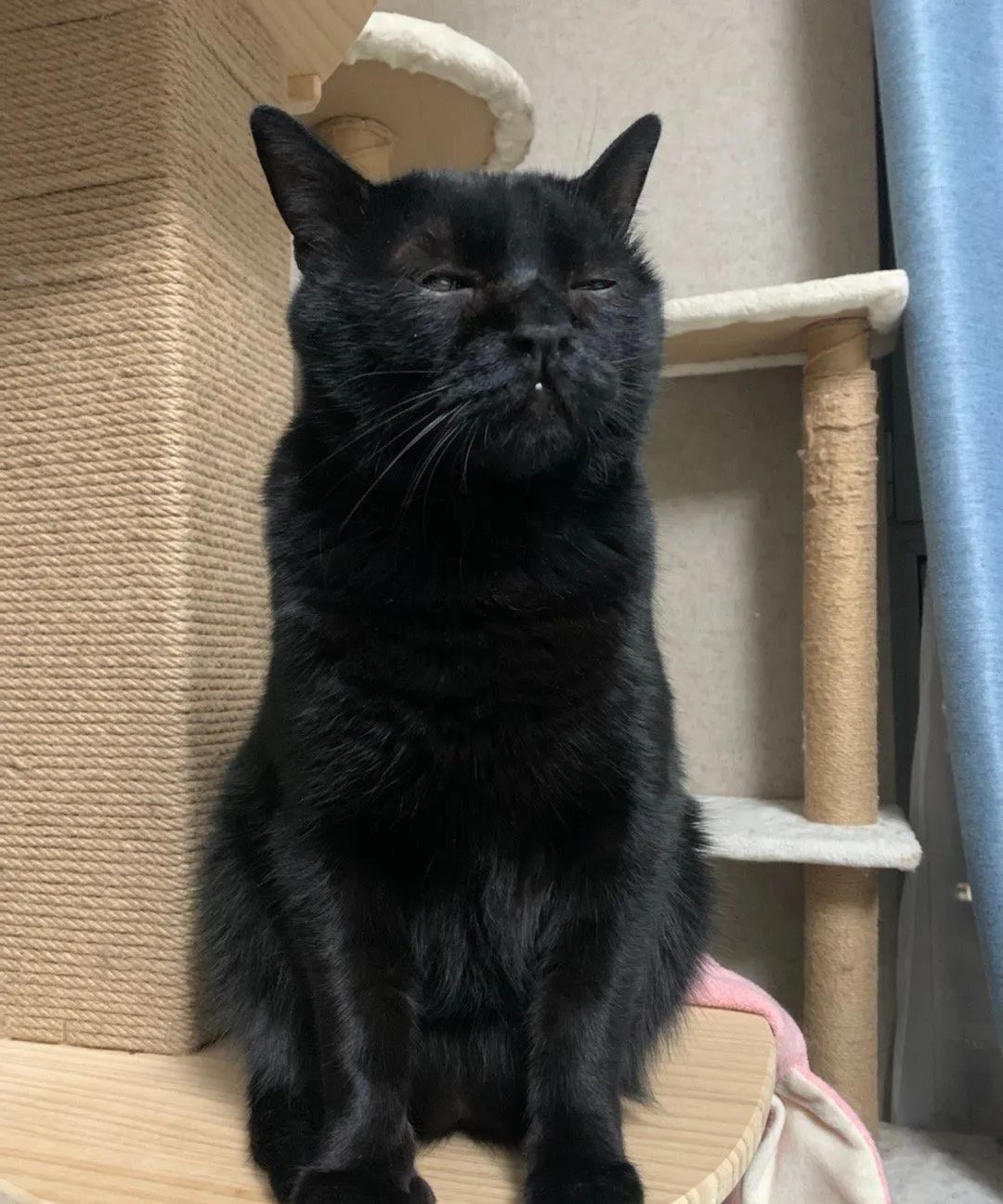 为了拍清黑猫把手机调到曝光后猫谢谢我还是黑点吧