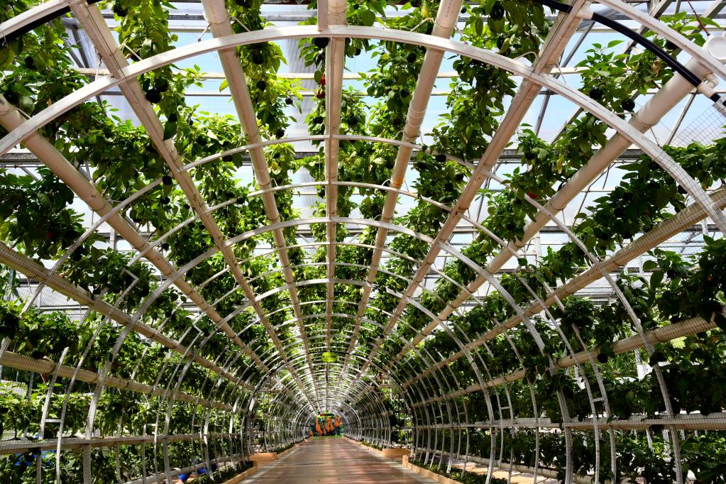 新华全媒丨山东寿光着力做好蔬菜稳字文章