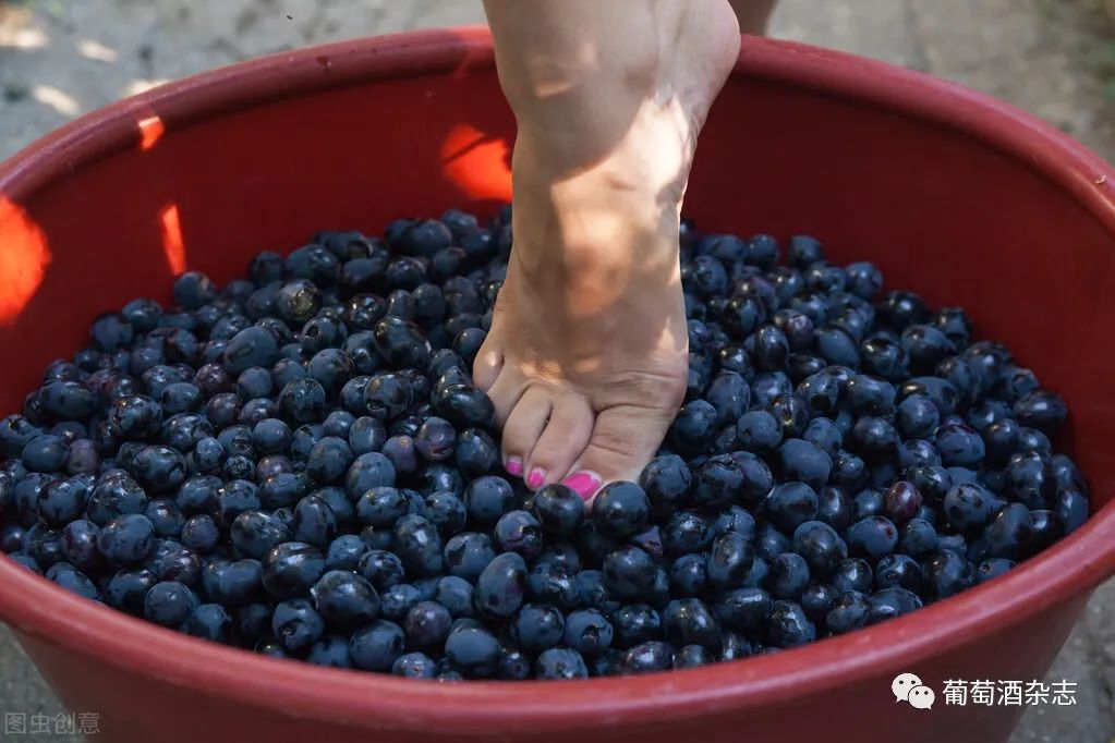 都是用脚踩为啥茅台和葡萄酒没人嫌弃