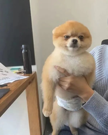 觉得做完造型后的博美真是可爱值瞬间暴增