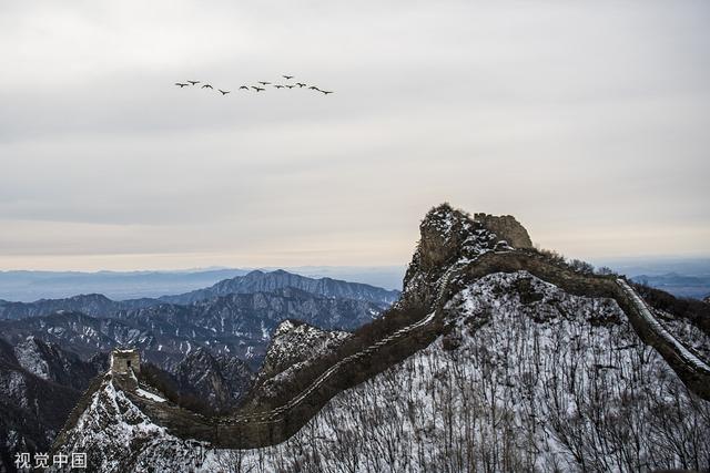北京迁徙雁群飞跃箭扣长城