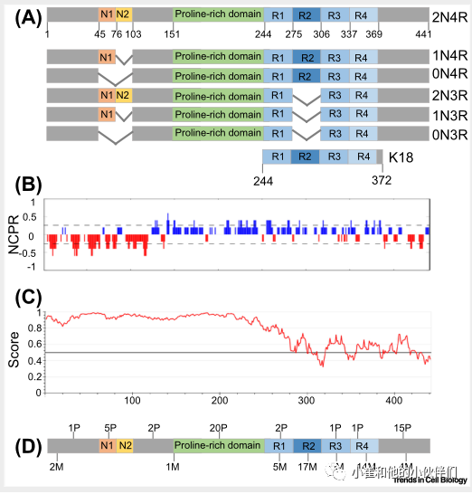 Trends Cell Biol全面综述：神经退行性疾 …