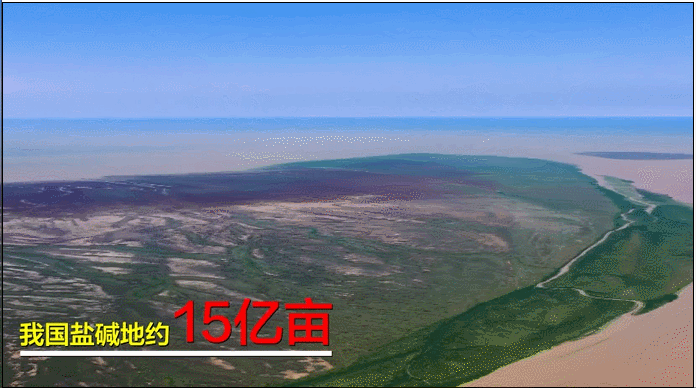 向盐而生！山东一科研团队在盐碱地里种出“金疙瘩”休闲区蓝鸢梦想 - Www.slyday.coM