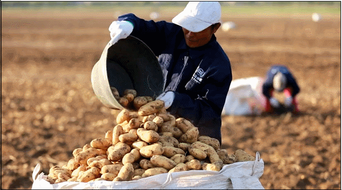 向盐而生！山东一科研团队在盐碱地里种出“金疙瘩”休闲区蓝鸢梦想 - Www.slyday.coM