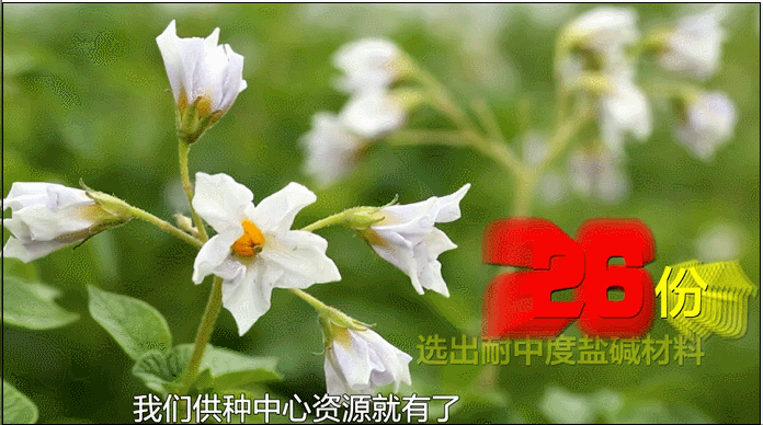 向盐而生！山东一科研团队在盐碱地里种出“金疙瘩”休闲区蓝鸢梦想 - Www.slyday.coM