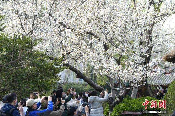 3月20日，山东济南五龙潭公园竞相绽放的樱花吸引游人观赏、拍照。 中新社记者 张勇 摄