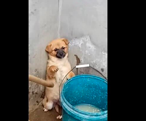 狗狗做错事被主人责骂，话还没说上两分钟，这家伙就开始耍赖了休闲区蓝鸢梦想 - Www.slyday.coM