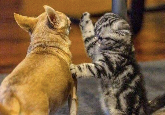 狗狗偷亲猫咪被扇好几耳光主人摸着自己的脸下次我也不敢了