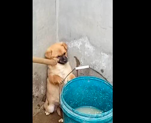 狗狗做错事被主人责骂，话还没说上两分钟，这家伙就开始耍赖了休闲区蓝鸢梦想 - Www.slyday.coM