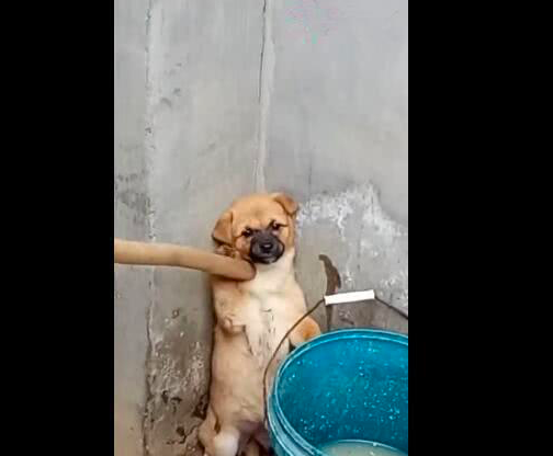 狗狗做错事被主人责骂，话还没说上两分钟，这家伙就开始耍赖了休闲区蓝鸢梦想 - Www.slyday.coM