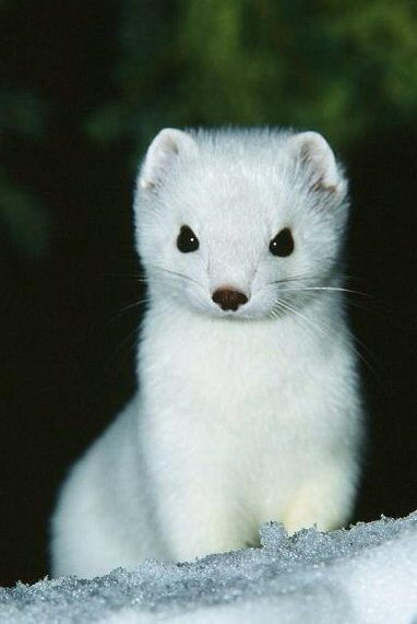 白鼬真的好可爱啊简直雪中精灵23000923