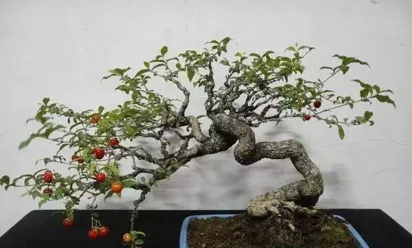 樱桃盆景的制作与鉴赏