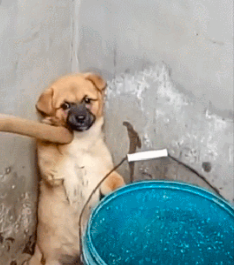 狗狗做错事被主人责骂，话还没说上两分钟，这家伙就开始耍赖了休闲区蓝鸢梦想 - Www.slyday.coM