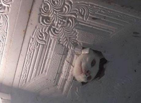 大晚上睡觉听到头顶有响动，猛然睁眼一看，我的内心都崩溃了休闲区蓝鸢梦想 - Www.slyday.coM