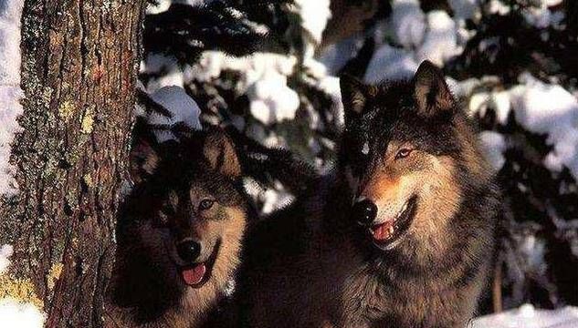 结语《玄狼》中记载,"抵死犹能逼虎豹,危生原不怕罴熊.